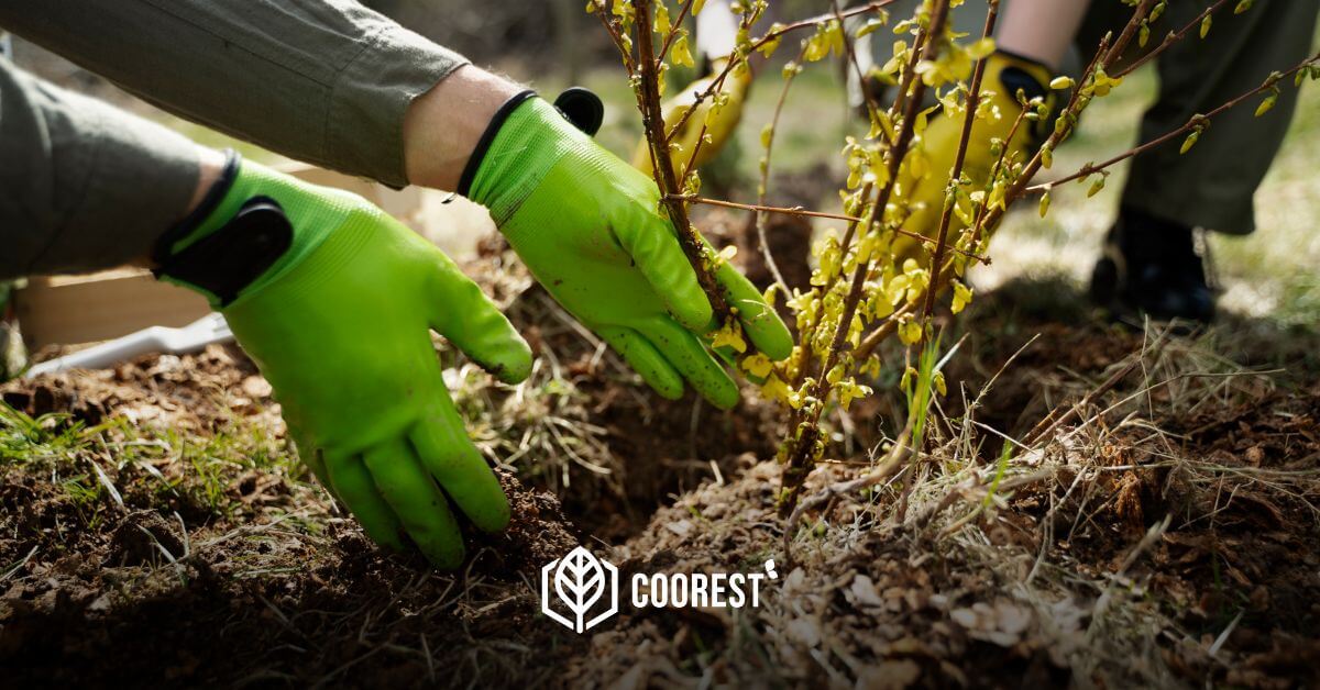 Picture of Person Planting a Tree.