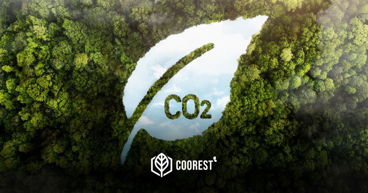 Forest Absorbing Carbon Dioxide