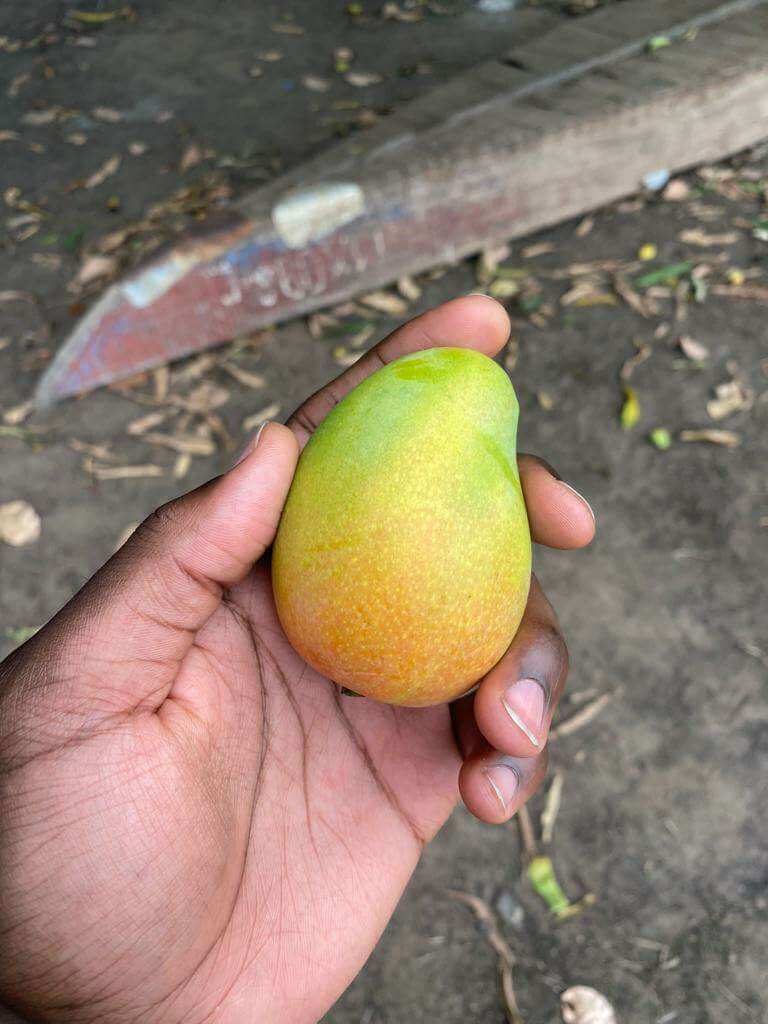 Image of a Small Mango Fruit