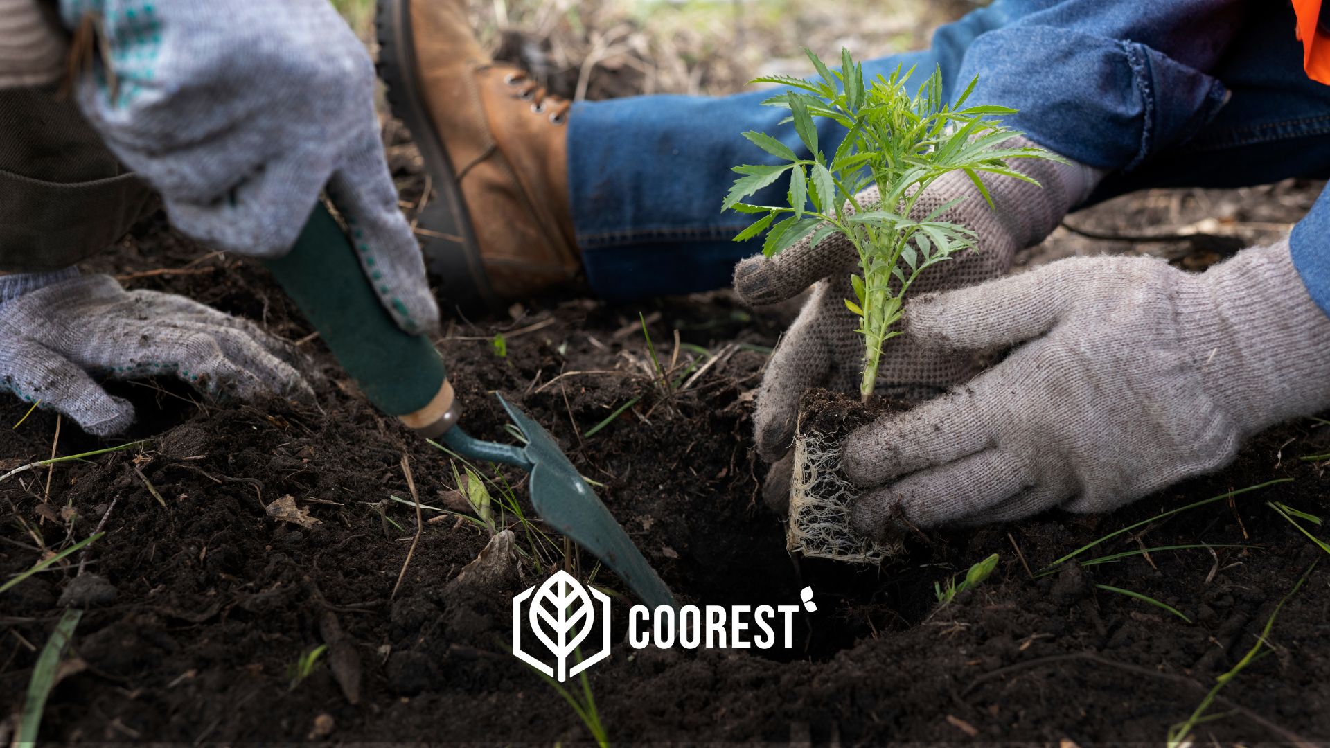 Image of People Planting Tree in Carbon Capture Project